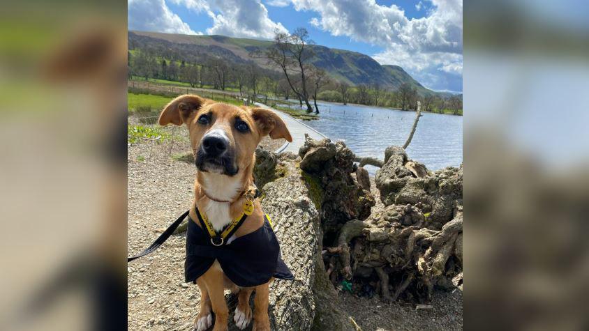 Riley out in the Lake District