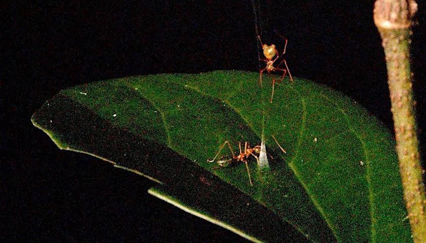 A green ant is pictured approaching the trap set on a green leaf, with the ballista spider waiting above
