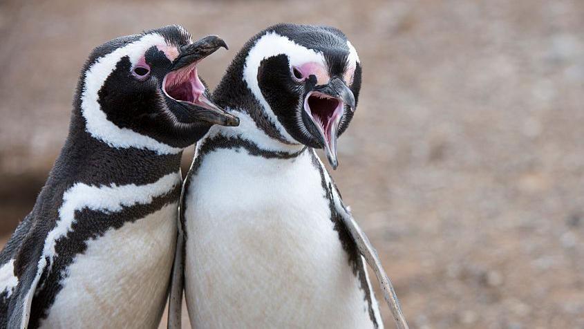 A close-up of two Magellanic penguins.