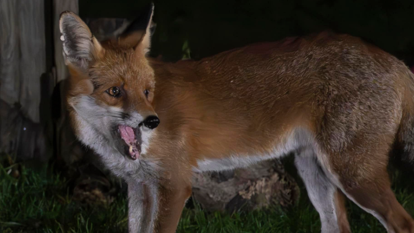 A single fox in a garden in Matlock Derbyshire