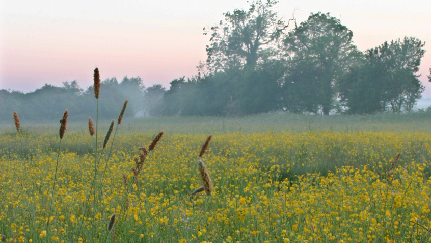 A wildflower meadow in Nottinghamshire