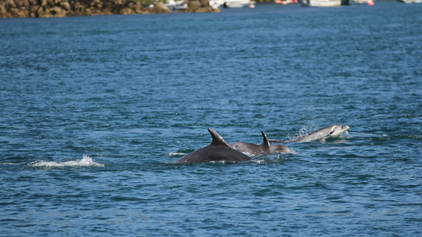 A pod of dolphins swim through calm waters. They are at the surface of the water.