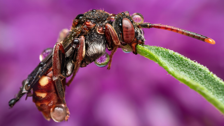 Close up photograph of a armed nomad bee on a green leaf