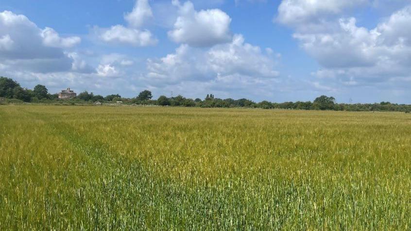 A grassy field lined with trees on a sunny day.