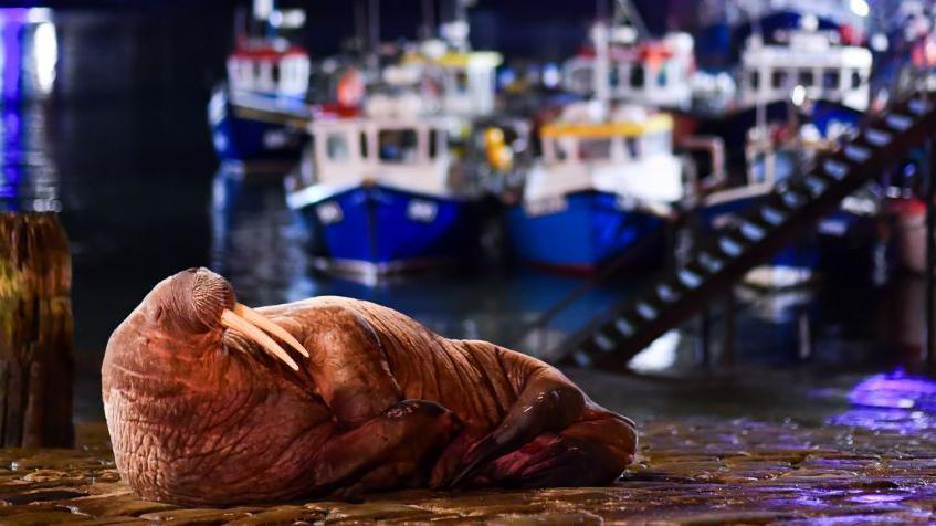 Thor the Walrus at Scarborough harbour