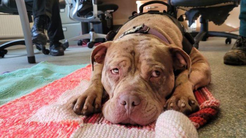 Brown dog lying on a blanket