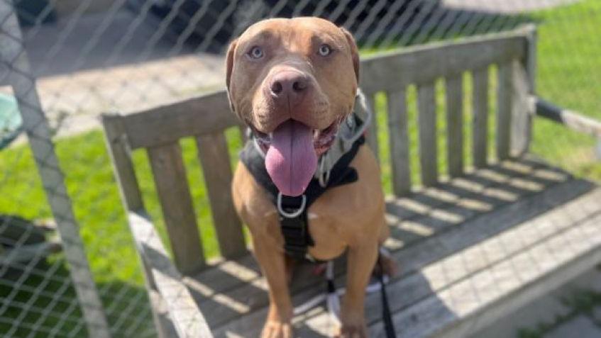 Tan dog sitting on a wooden bench with its tongue sticking out