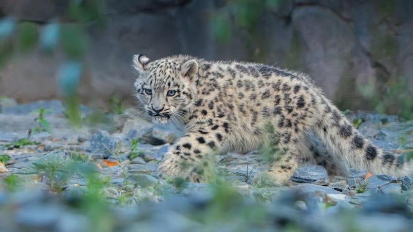 Snow leopard cub walking through enclosure