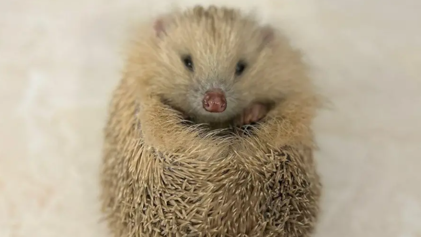 A close-up of Alberta, a blonde hedgehog, looking, very cutely, directly into camera, with one paw poking out from her spines