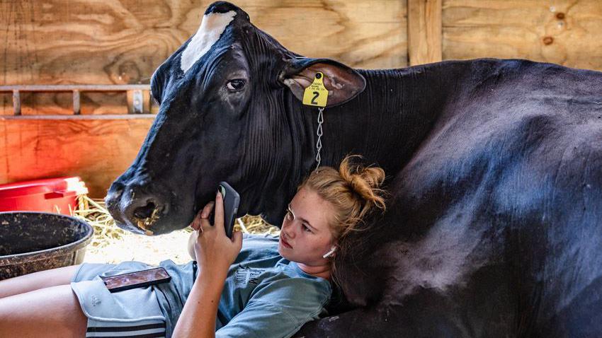 A young girl Charlotte, and her cow Dolly, keep cool between events of the 1000th State Fair of West Virginia in Lewisburg.
