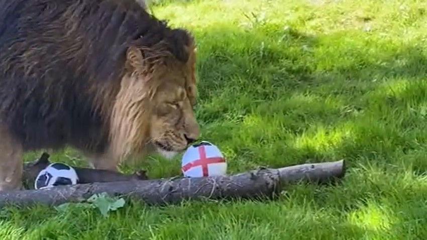 Asiatic lion Keshari nudges a ball painted with an England flag while discarding another ball, both of which have been placed in front of him on a log