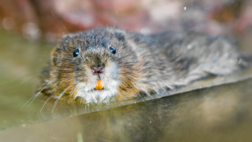 A partially submerged water vole with orange teeth looking straight into the camera