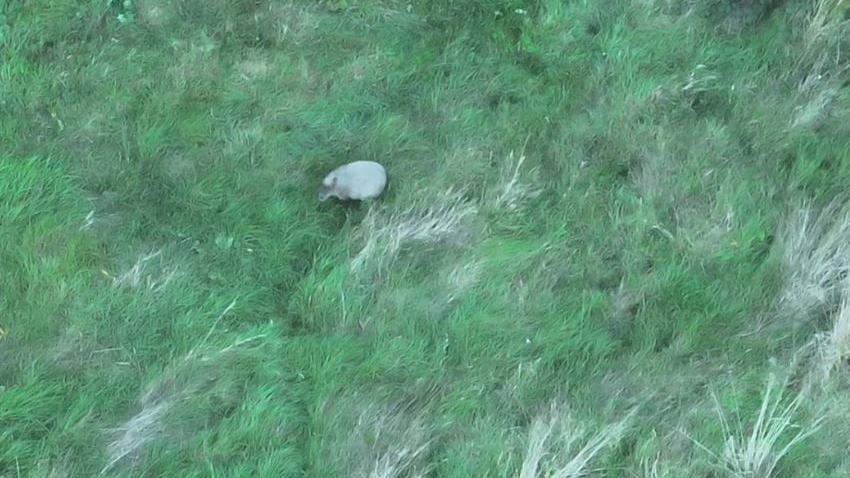 A capybara captured from above standing in a grassy field by a thermal drone.