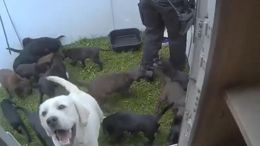 A large white dog surrounded by more than a dozen small black and brown puppies. There is also a police officer with a gun visible in the background, outside a caravan. 