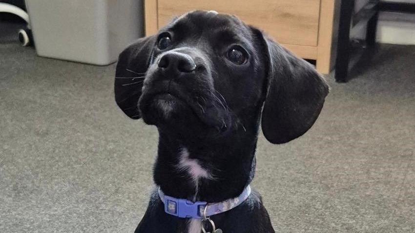 A young dog sitting inside