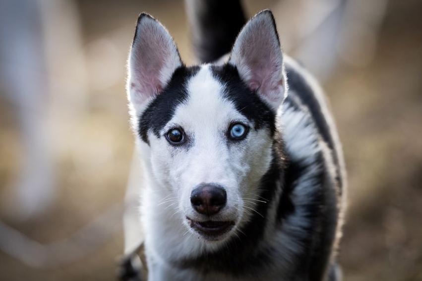 Dog at Aviemore Sled Dog Rally