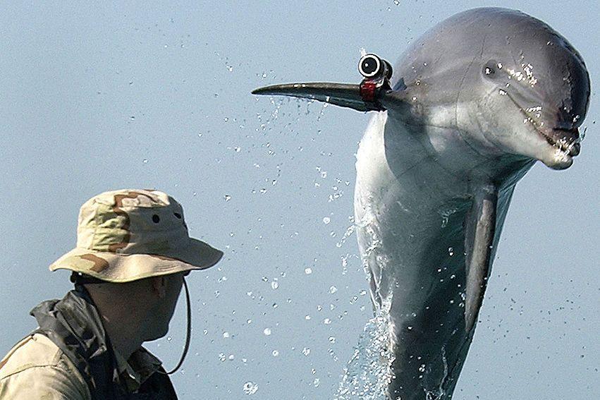 US Navy dolphin helping forces 