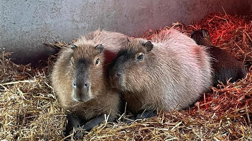 Two capybaras cuddle together on a floor of hay