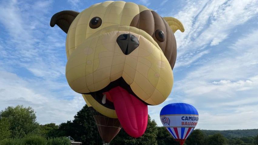 A big bulldog hot air balloon, tethered to a school field in Flax Bourton for the children to learn about ballooning. The bulldog has a brown eye and his left ear is brown. The rest of the balloon (bulldog) is light sand colour and its red tongue is hanging out of its mouth. It is tethered next to a much smaller hot air balloon with Cameron's Balloons written on the side in capital letters. It is blue, red and white and they are tethered on grass with a few people around them.