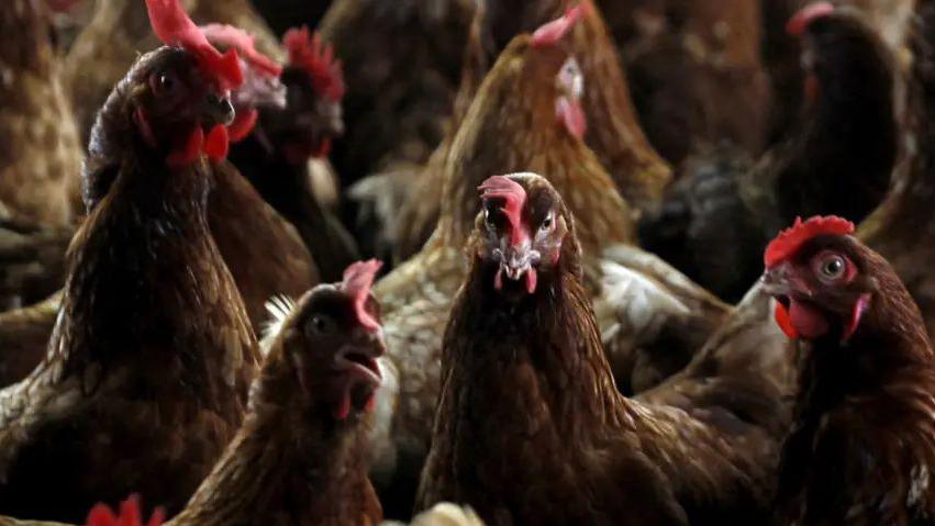 A group of dark brown chickens with red combs and wattles stand together in a group.