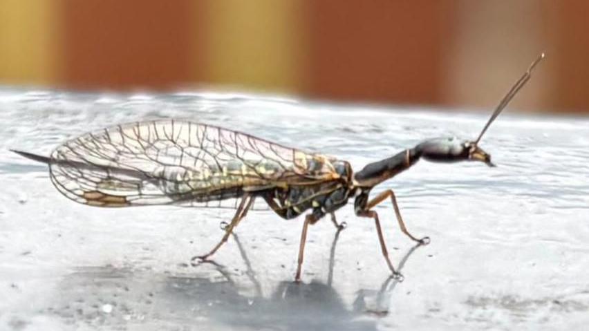 The snakefly has a long body and a head that resembles an ant's head. It has long, delicate wings. It is resting on top of a black railing outside a back door. A brown garden fence is visible, but slightly blurred in the background.