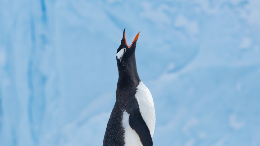 A gentoo penguin has its head in the air and appears to be squawking in front of a large, blue iceberg