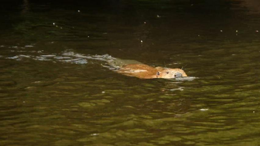 A large brown beaver with its back and head poking out of the river as it swims