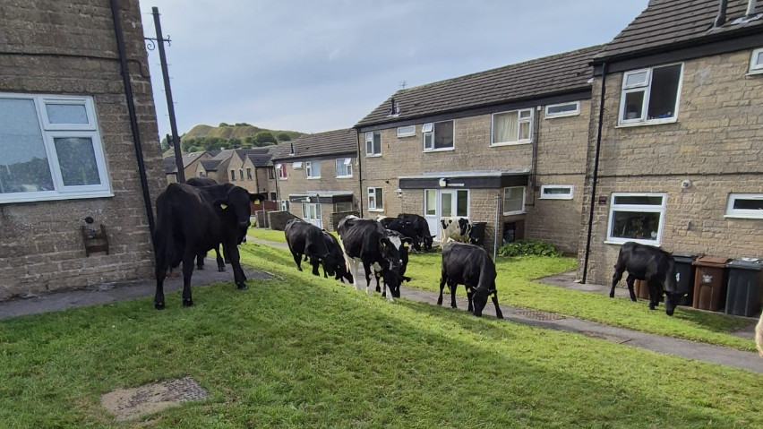 Cows chew grass among stone houses
