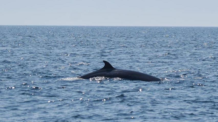 The top of a whale in the ocean.