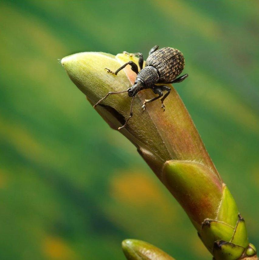 Close up of a black vine weevil on a plant