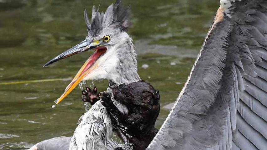 A mink biting the neck of a heron as the bird extends its left wing above the water