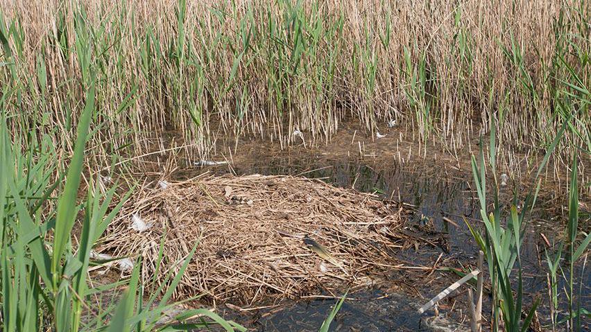 A common crane nest. It is made up of light brown twigs and sticks and is sitting on water. It is surrounded on all sides by green and light brown reeds. 