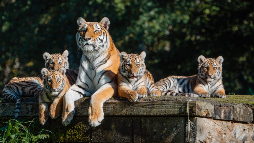 The four cubs sitting in a group with the mother tiger on a grassy platform