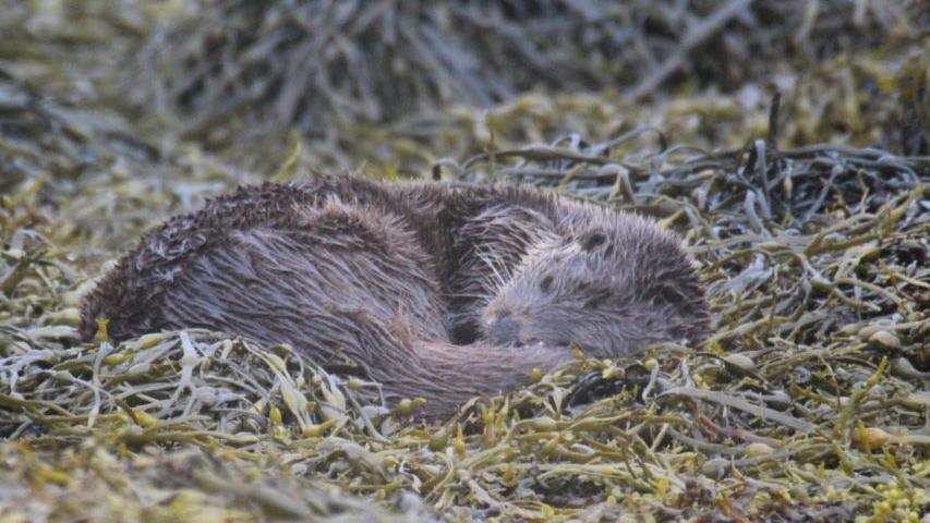 Sleeping otter