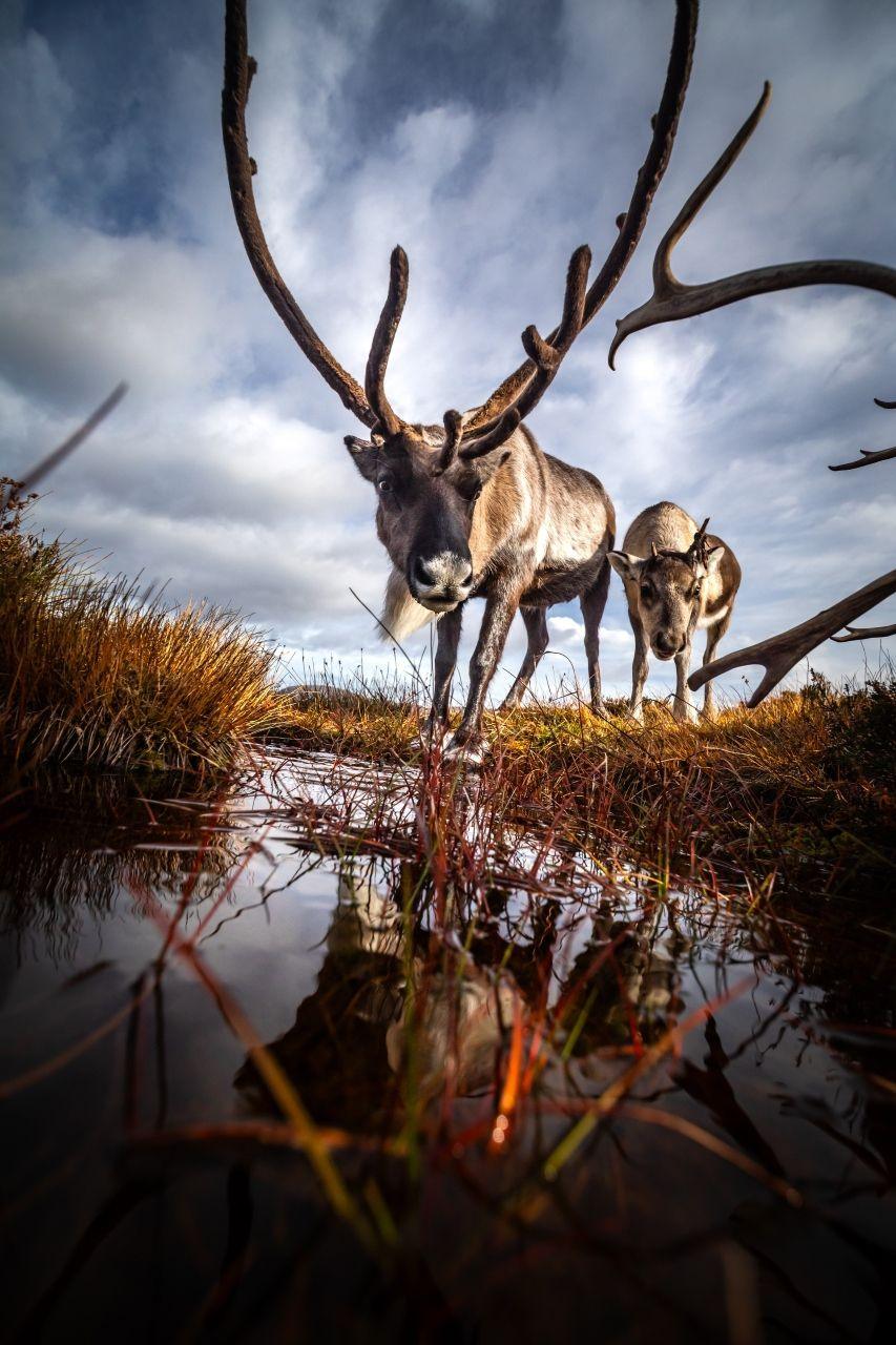 Two reindeer look at the camera, they reflected in a pool of water