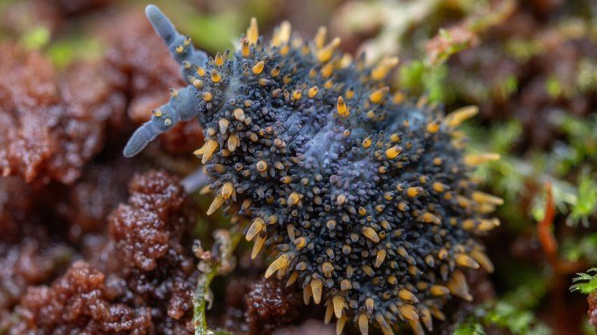 Giant springtail. 