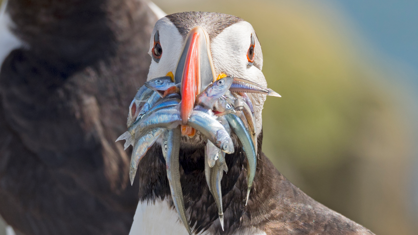 A puffin with a beak full of fish