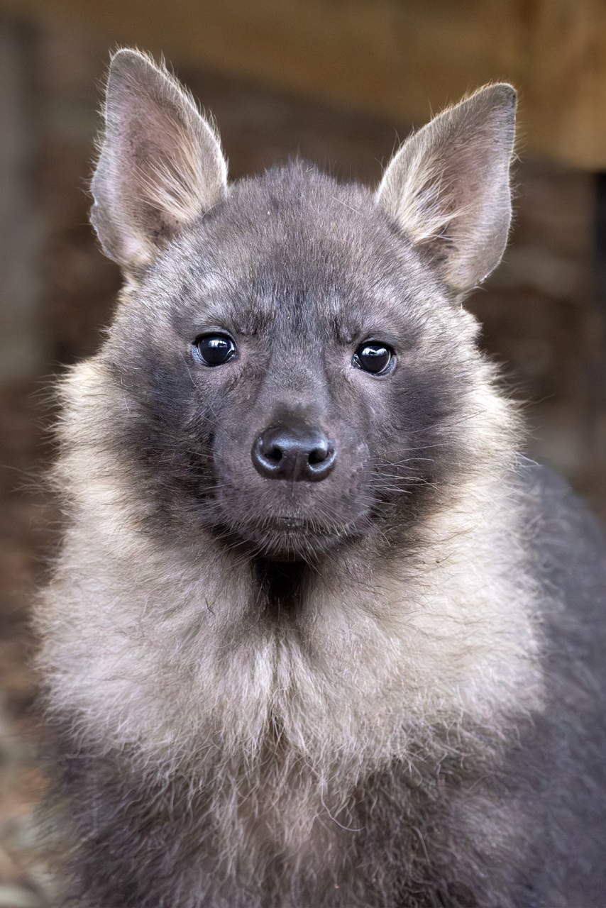 Quinn is looking at the camera and appears to be sitting down. We can see his head and shoulders. He has large upright ears that have pale long hair in from of them. His face is dark brown and his eyes and nose look shiny and black. His ruff is made of long pale brown hair and what we can see of his body is dark brown long fur.