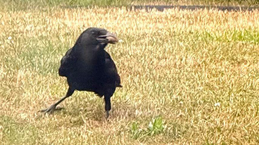 Morrigan the crow outside in the grass, holding a piece of food in its beak.