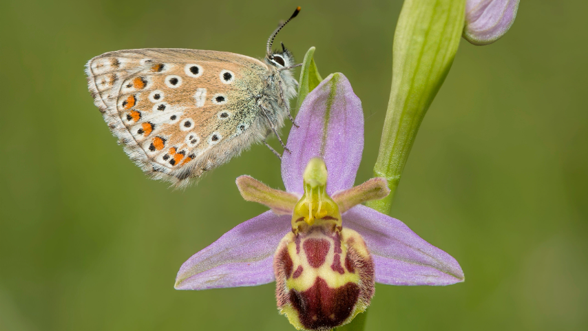 Close up photograph  butterfly sitting on a purple orchid.