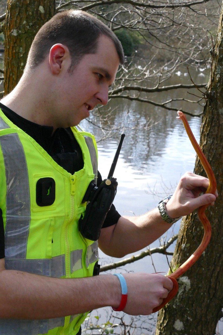 Officer holds snake