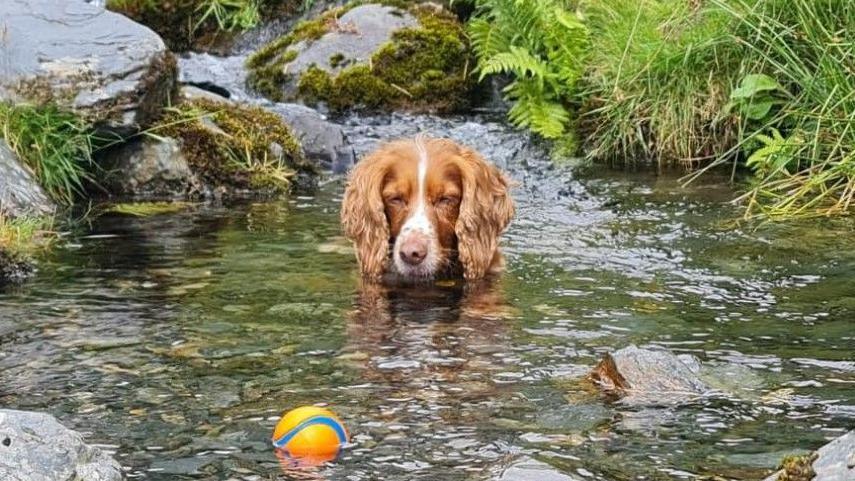 Cocker spaniel Elsa submerged in a river with rocky banks, she is staring intently at a yellow and blue ball floating in front of her