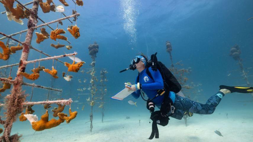 A photo of a diver looking at a large plant growing under the water