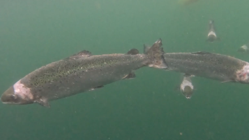 Salmon swimming underwater.