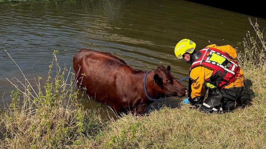 A brown cow is standing partially submerged in shallow water near the bank. The cow has a blue rope around its neck.
