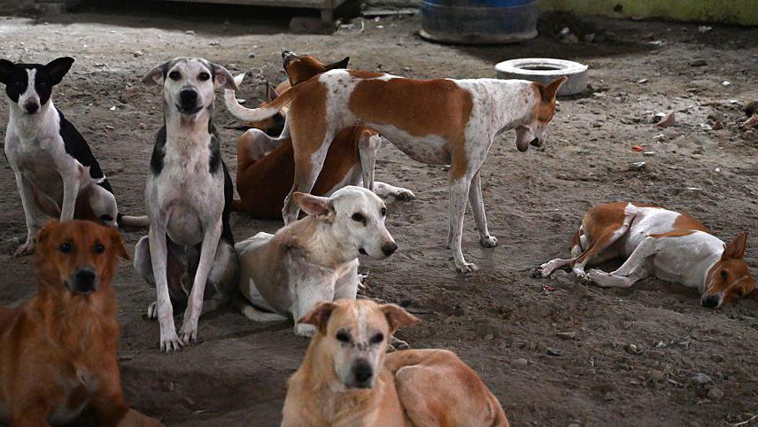 Street dogs at the Animal Rain Basera in Trilokpuri on August 13, 2025 in New Delhi, India. 
