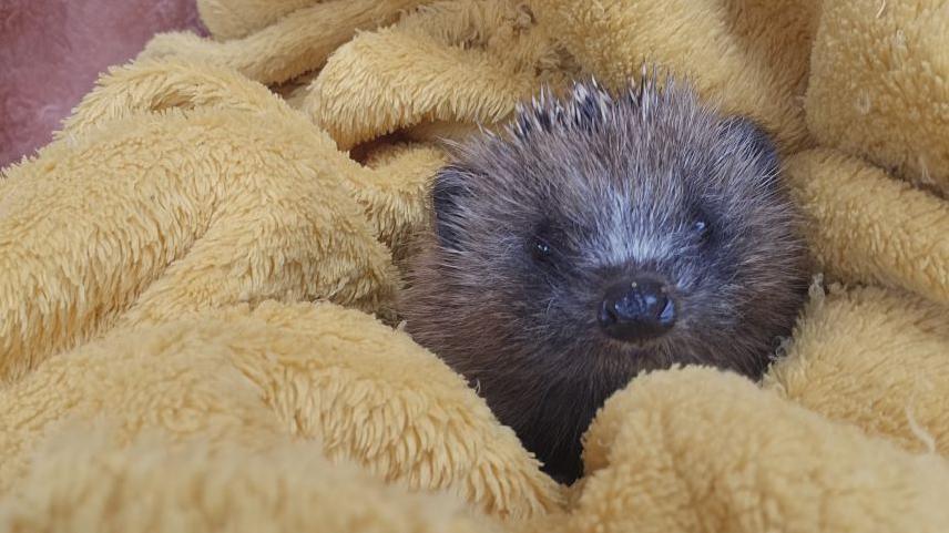 A baby hedgehog wrapped up in a yellow blanket