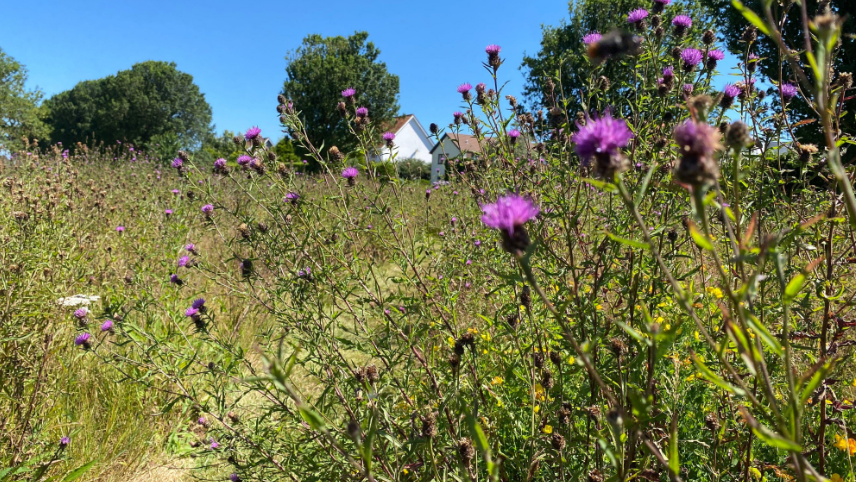 A picture taken from ground level of a number of flowers and grassland. The roof of a property can be seen in the distance.