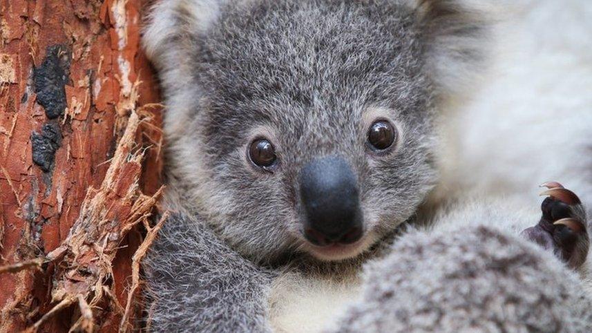 Koalas in a zoo in Australia