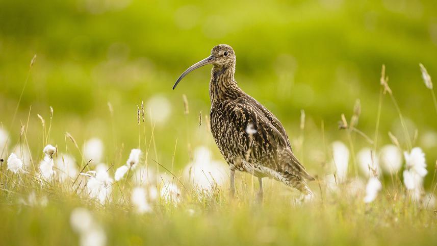 Curlew